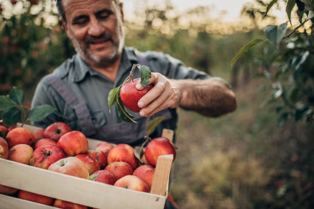 istock An elderly farmer picks a ripe red apple 1190568639