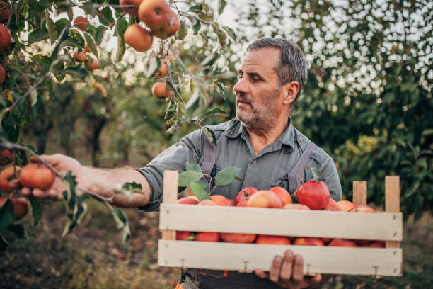 istock An elderly farmer picks a ripe red apple 1190568834
