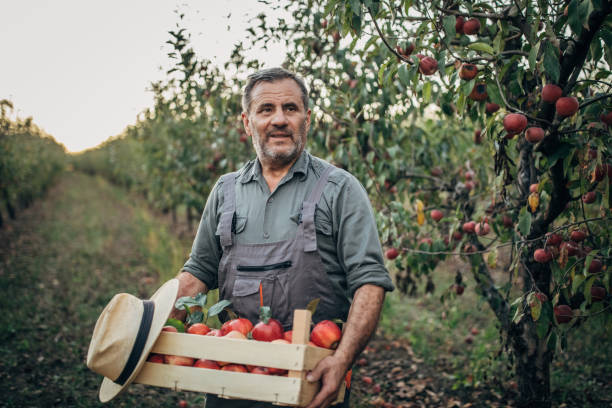 istock A smiling farmer picks a ripe apple 1190568861