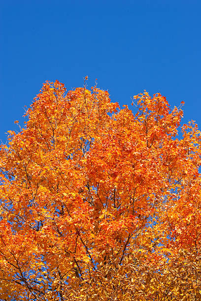 istock Vibrant autumn Colors 119056956