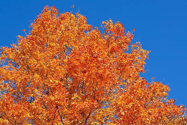 istock Vibrant autumn Colors 119056986
