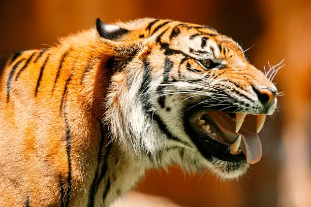 Sumatran tiger out in nature during the day