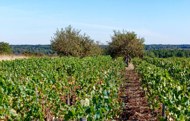istock Vineyards in Loire valley 1190570866