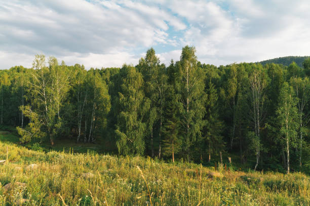 Birch trees in Hemu village, Xinjiang