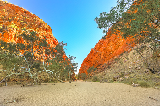 Eucalyptus and gum tree in dry riverbed of Simpsons Gap in Australian desert of Red Centre in West MacDonnell Ranges, Northern Territory, Australia.