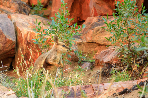 рок валлаби австралия - wallaby kangaroo australia northern territory стоковые фото и изображения