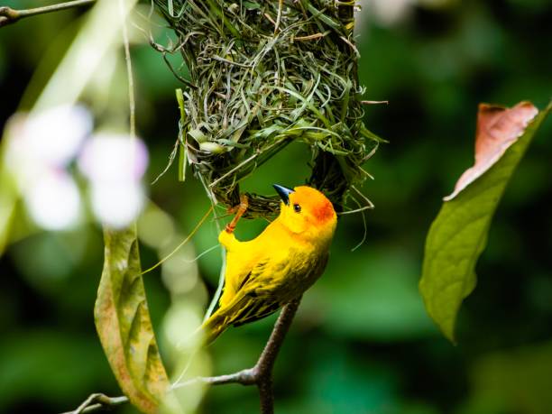 istock Build your own nest fully 1190572458