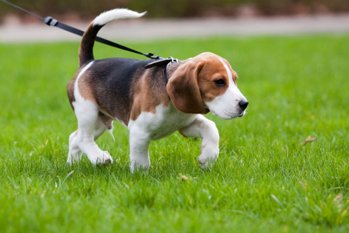 A cute beagle dog lay down on the grass field for relaxing in the evening under sunlight.