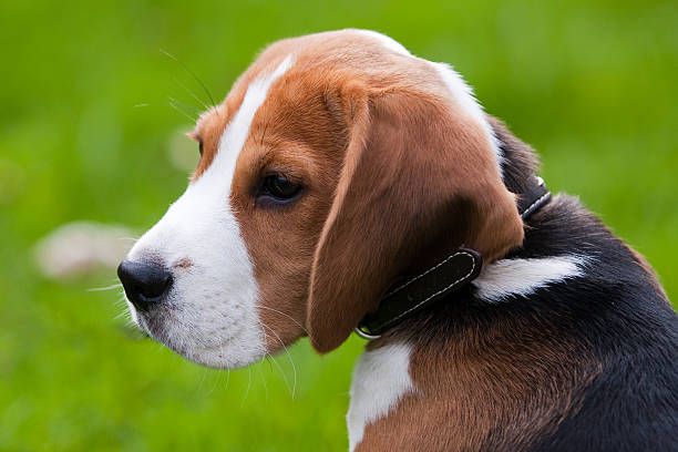 Close portrait of beagle stock photo