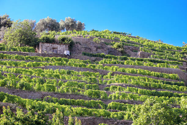 istock Terraced vineyards on banks of River Douro 1190573995