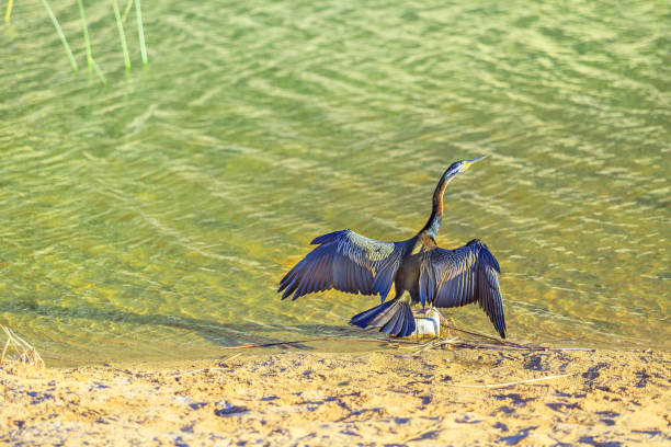 rio australiano de finke do darter - northern territory australia beach wilderness area - fotografias e filmes do acervo