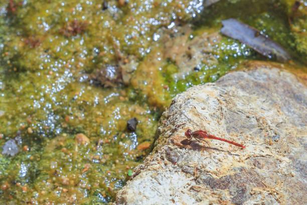 libélula dropwing de veia vermelha - northern territory australia beach wilderness area - fotografias e filmes do acervo