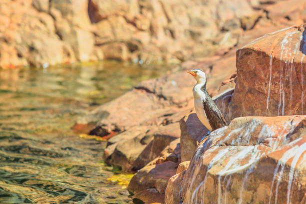 cormorant pied pequeno - northern territory australia beach wilderness area - fotografias e filmes do acervo