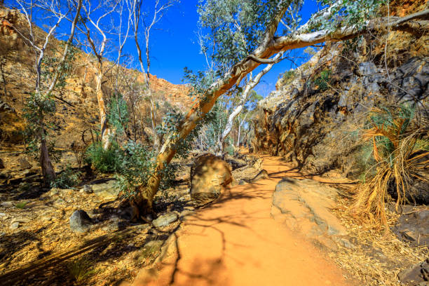 footpath to standley chasm - northern territory macdonnell ranges australia eucalyptus imagens e fotografias de stock