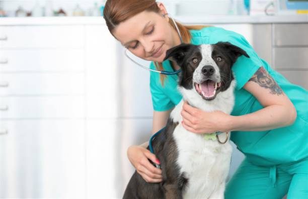 クリニックで聴診器を通して犬の心拍に耳を傾ける若い獣医 - vet veterinary medicine young women female ストックフォトと画像