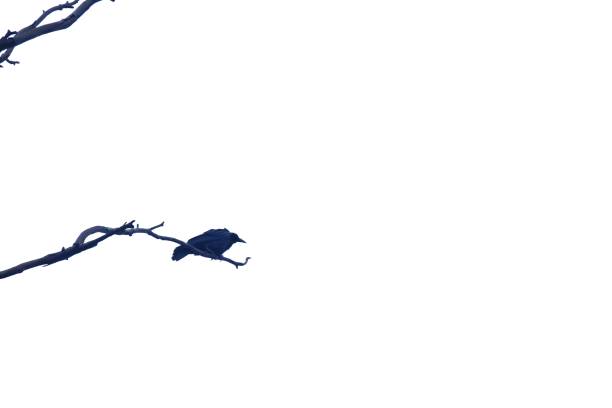 On white isolated background with copy space