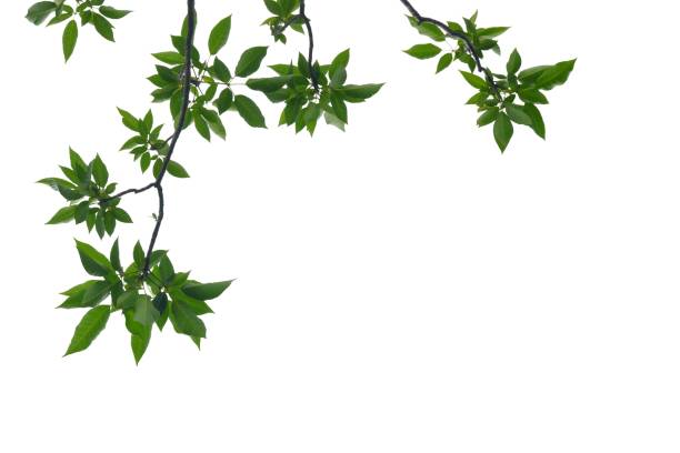 istock Tropical tree leaves with branches on white isolated background for green foliage backdrop 1190577630