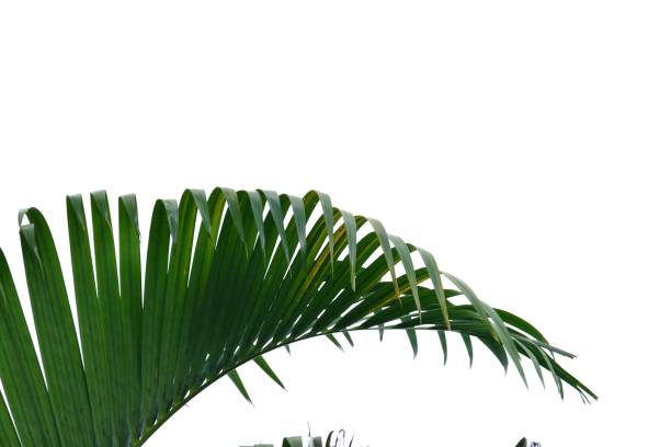 istock Coconut leaves with branches on white isolated background 1190578288