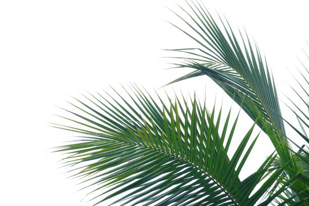 istock Coconut leaves with branches on white isolated background 1190578351
