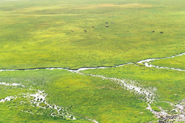 istock Beautiful Bayanbulak grassland in Xinjiang, China 1190579004