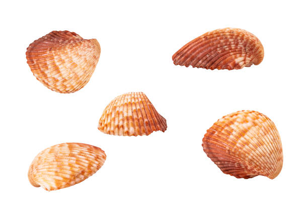 istock Set of seashells from different angles. Isolated. 1190579039