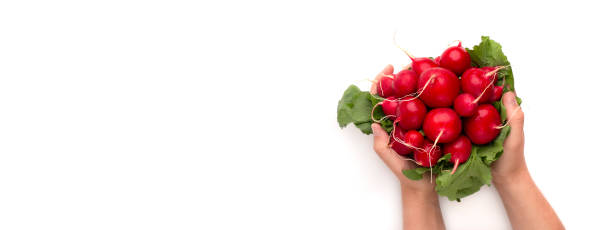Woman holding fresh organic radish in hands isolated on white