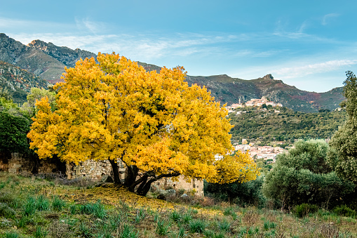 Bright yellow autumn foliage of a large Montpellier Maple (Acer Monspessulanum) in the Balagne region of Corsica with the mountain villages of Ville di Paraso and Speloncato in the distance.