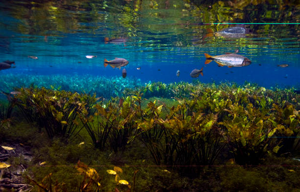 Nice Piraputanga fish in aquario natural bonito mato grosso do sul pantanal brasil mato grosso state photos stock pictures, royalty-free photos & images