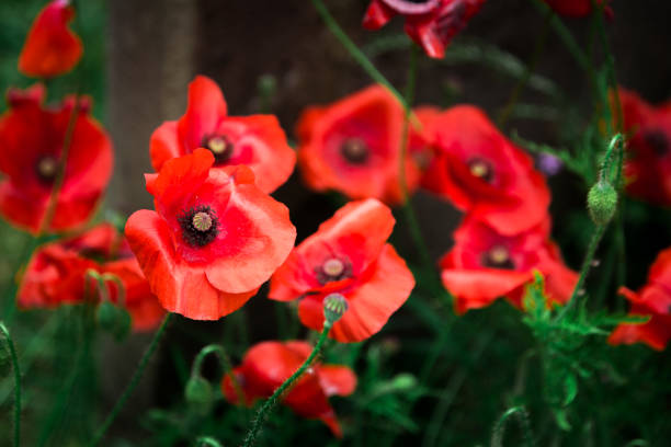 istock Fresh Wild Poppies Growing in the Meadow 1190581228