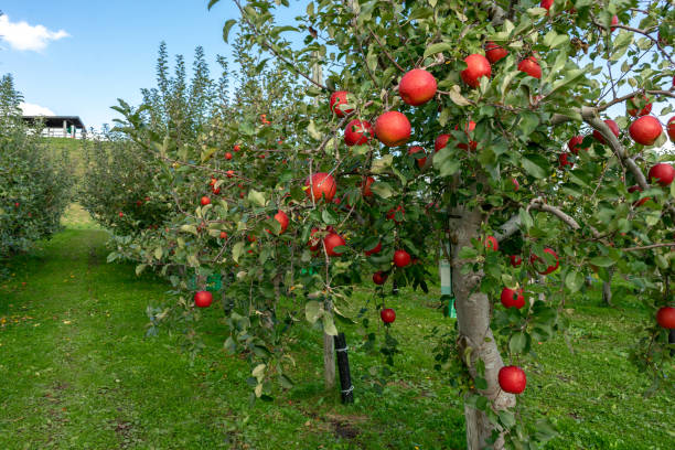 히로사키 링고 사과 공원의 나무에서 자라는 달콤한 과일 사과는 일본 아오모리 히로사키에서 수확 할 준비가되어 있습니다. - 아오모리 현 뉴스 사진 이미지