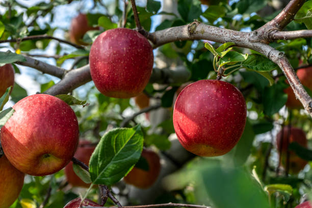 süße früchte äpfel wachsen auf bäumen im hintergrund in hirosaki,aomori,japan. - präfektur aomori stock-fotos und bilder