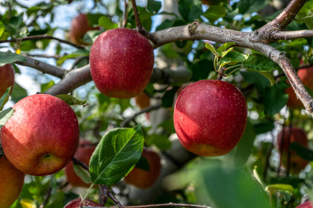 manzanas dulces que crecen en los árboles de fondo en hirosaki, aomori, japón. - prefectura de aomori fotografías e imágenes de stock