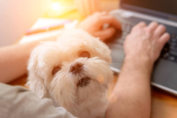 istock Working with dog at home 1190582509