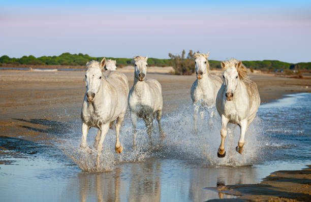 istock white horses galloping in the water 1190583559