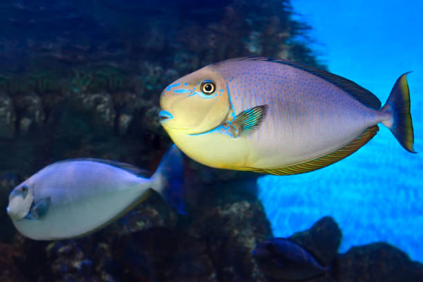 istock Bignose unicornfish Naso vlamingii tropical sea fish 1190583672