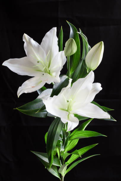 istock Lily flower on a dark background 1190583802