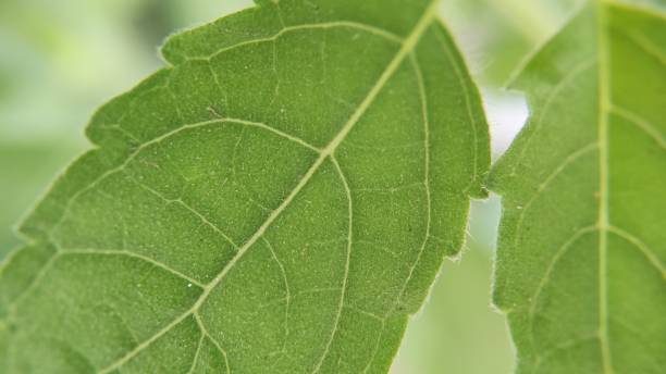 istock Close up Tulsi Plant leaves 1190584959