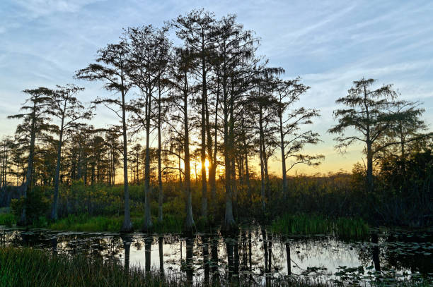 istock bird perched in a tree at sunset in the Florida Swamp 1190587020