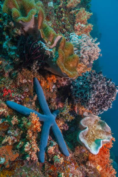 istock Coral reef South Pacific 1190588685