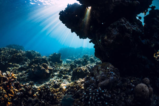 istock Tranquil underwater scene with copy space. Tropical transparent ocean with corals and rocks 1190591737