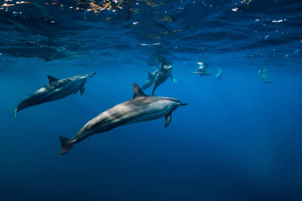 istock Pod of Spinner dolphins underwater in blue ocean with sun light 1190591824