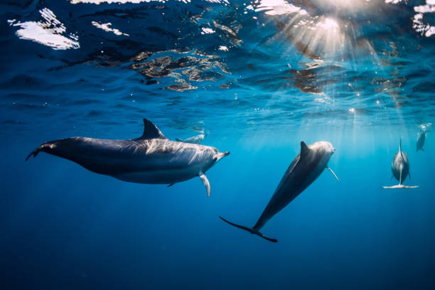 Pod of Spinner dolphins underwater in blue ocean with sun light