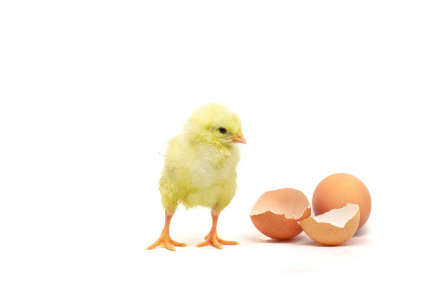 pollo amarillo aislado en blanco - animal egg incubator equipment horizontal fotografías e imágenes de stock