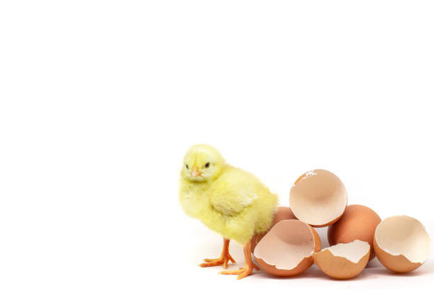 galinha pequena amarela isolada no branco - eggs new life shape animals and pets - fotografias e filmes do acervo