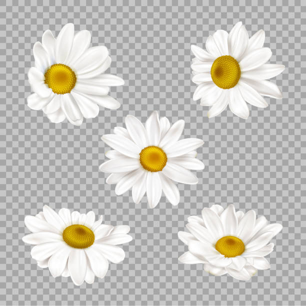 ромашка набор, реалистичные ромашки цветочные почки - daisy stock illustrations