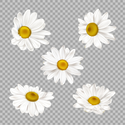 Chamomile set, realistic camomile flower buds isolated on transparent background. Summer or spring blossoms with white petals and yellow center, daisy design elements 3d vector illustration, clip art