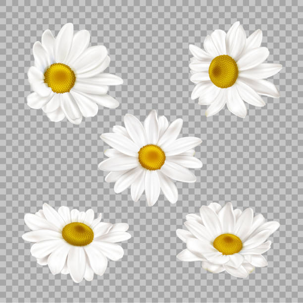 Chamomile set, realistic camomile flower buds Chamomile set, realistic camomile flower buds isolated on transparent background. Summer or spring blossoms with white petals and yellow center, daisy design elements 3d vector illustration, clip art german chamomile nature plant chamomile plant stock illustrations