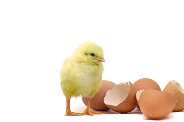 galinha pequena amarela isolada no branco - eggs new life shape animals and pets - fotografias e filmes do acervo