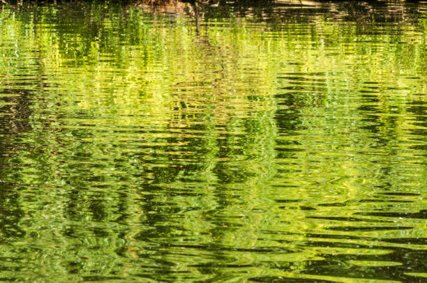 istock Reflection of green nature in water 1190599614