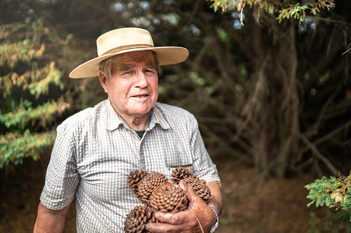 Portrait of senior gaucho picking up pine cones